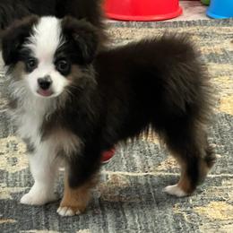 Pip - Black tri male Toy Australian Shepherd puppy in Georgetown, Texas from Minikin Manor