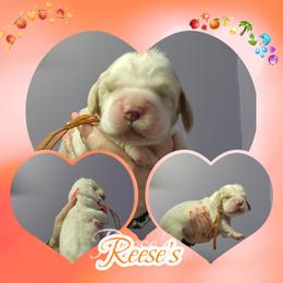 Reese's - Lemon and white male English Springer Spaniel puppy in Westover, Maryland from Sterling's springer Haven
