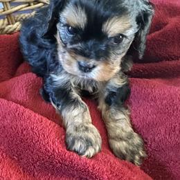 Beast (Adam) - Black and tan male Cavapoo puppy in Modesto, California from Molly n Friends