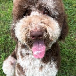 Monty - Goldendoodle