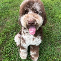 Monty - Goldendoodle