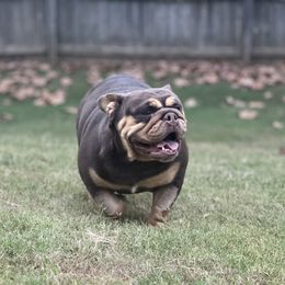 Jolene - Bulldog