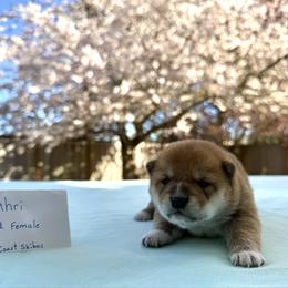 Ahri - Red female Shiba Inu puppy in Portland, Oregon from West Coast Shibas