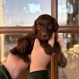 Carly - Chocolate female Goldendoodle puppy in Allen, Texas from Calena’s Doodles