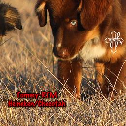 Tommy - Red tri-color male Miniature American Shepherd puppy in Elgin, Oregon from Cross L Miniature American Shepherds