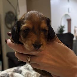 Pumpkin - Red male Dachshund puppy in Casa Grande, Arizona from Furever Doxie Paws