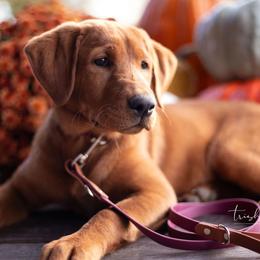 Labrador Retriever Puppies from UC Labradors