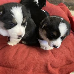 Pembroke Welsh Corgi Puppies from Gbarlranch Corgies