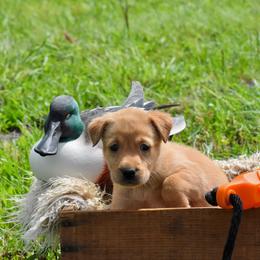 Purple Collar - Yellow female Labrador Retriever puppy in Gober, Texas from Trigger Time Kennels