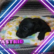 Astrid - Slate Xoloitzcuintli puppy in Atwater, California from Cen Cal Xoloitzcuintle
