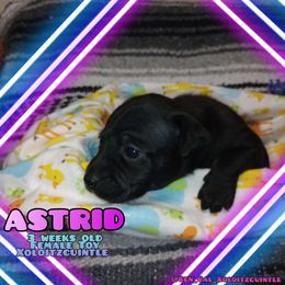 Astrid - Slate Xoloitzcuintli puppy in Atwater, California from Cen Cal Xoloitzcuintle