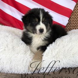 Australian Shepherd Puppies from Pine Grove Aussies