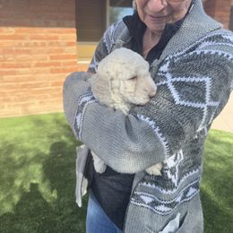 Goldendoodle Puppies from Arizona Doodles
