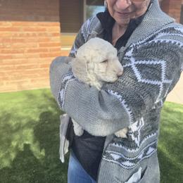 Goldendoodle Puppies from Arizona Doodles