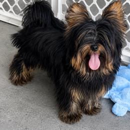 King - Black and gold male Yorkshire Terrier puppy in Cape Coral, Florida from Katherine’s Yorkies and Poodles
