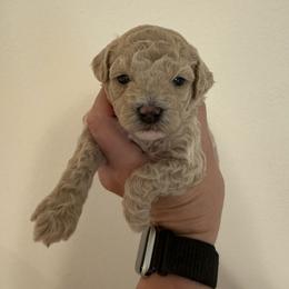 Dream - Cream female Poodle puppy in Azle, Texas from Texas Kissed K9s