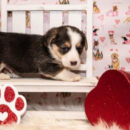 Purple - Black and tan male Pembroke Welsh Corgi puppy in Dobson, North Carolina from Clover S Farm