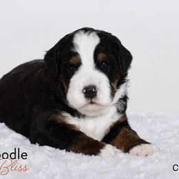 Bernedoodle Puppies from Bernedoodle Bliss