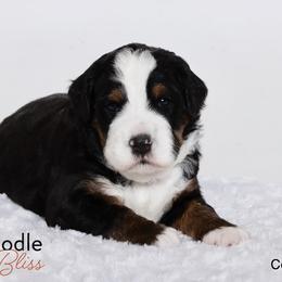 Bernedoodle Puppies from Bernedoodle Bliss