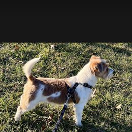 Porsche - White and tan female Russell Terrier puppy in London, Kentucky from Norvell Kennels