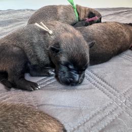 Sandy - Fawn female Belgian Malinois puppy in East Freedom, Pennsylvania from CR Belgian Malinois