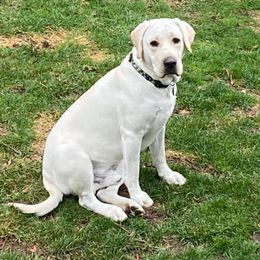 Labrador Retriever All Grown Up from Royal Ridge Labs