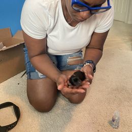 Yorkshire Terrier Puppies from KH Yorkies