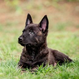Purple Collar - Gold brindle Dutch Shepherd puppy in Dallas, Georgia from Bluestone Creek Dutch Shepherds