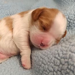 Cavalier King Charles Spaniel Puppies from Royal Flush Cavaliers