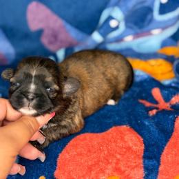 Ckc Benedict - Brindle male Shih Tzu puppy in Roseville, Michigan from Diamond Paws LLC