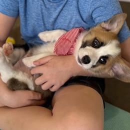 Sheldon - Sable male Pembroke Welsh Corgi puppy in Godley, Texas from Chrismark