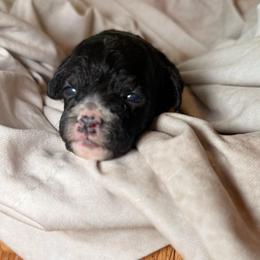 Coral - Merle female Cockapoo puppy in Saint Louis, Missouri from Jax Doodles