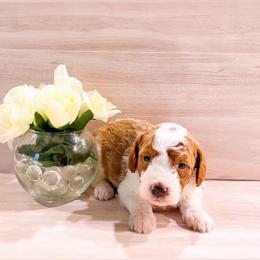 Apple - Parti female Goldendoodle puppy in Kissimmee, Florida from Poodle Doodle Kennels