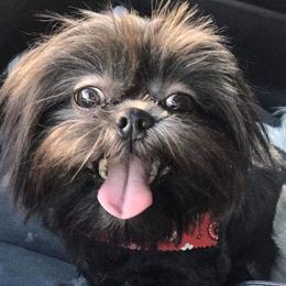 Shih Tzus from Precious Moments Shih Tzu