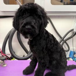 Clove - Black male Bernedoodle puppy in Yarnell, Arizona from Boulder Mountain Doodles