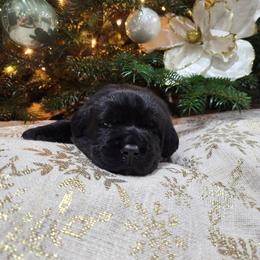 Pink Collar - Black female Labrador Retriever puppy in Yelm, Washington from Prince Labradors