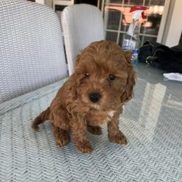 Maizie - Red and white female Cockapoo puppy in Amherst, Ohio from Cockapoo Companions