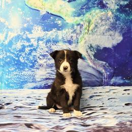 Hydra - Black and white female Border Collie puppy in Avilla, Indiana from Borderline Kennels