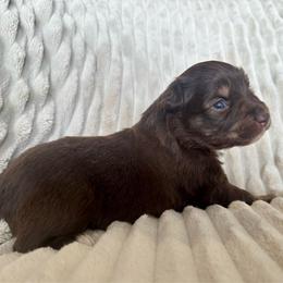 Pearl - Red tri female Miniature Australian Shepherd puppy in New Hampton, Iowa from Full River Australian Shepherds