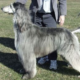 Afghan Hounds from Suni Afghan Hounds