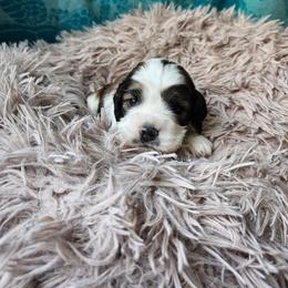 Cooper - Brown and white male Cocker Spaniel puppy in Midlothian, Virginia from Swift Creek Cocker Spaniels