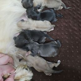 Shaded cream female 2 - Cream female Dachshund puppy in Belle Rive, Illinois from Akin's Miniature Dachshunds, LLC