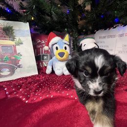 Dennis - Black tri male Toy Australian Shepherd puppy in Medina, Tennessee from Fly Farms