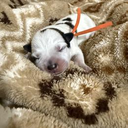 Bandit - Red speckled male Australian Cattle Dog puppy in Marana, Arizona from Cactus Heelers Arizona