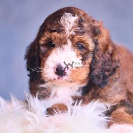 Orange - Sable male Bernedoodle puppy in Macomb, Oklahoma from Fife and Wife Ranch LLC