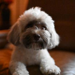Mia - Havanese