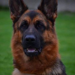 Holly - German Shepherd