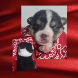 Red Bandana boy - Black and tan male Pembroke Welsh Corgi puppy in Cherokee, Oklahoma from MCS Farms-OK