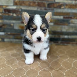Girl 1 - Black and tan female Pembroke Welsh Corgi puppy in Visalia, California from VIP Stables