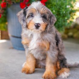 Florence - Blue merle female Bernedoodle puppy in Dundee, Ohio from Down Home Doodle